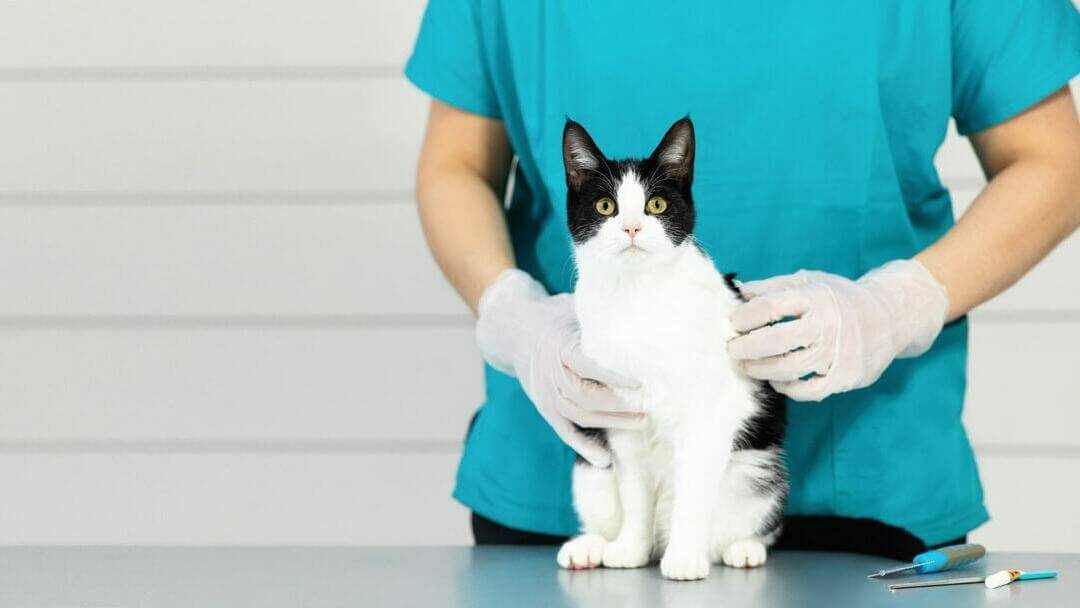 Home remedies clearance for sick cats